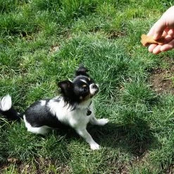 Portland Pet Food Company Grain & Gluten-Free Biscuit Dog Treats Best Sellers