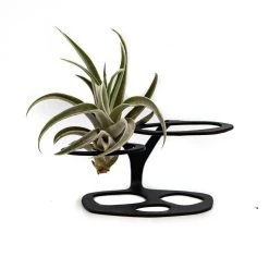 Double AIRlift Plant Stand For Air Plants By Incidental Design Home Essentials